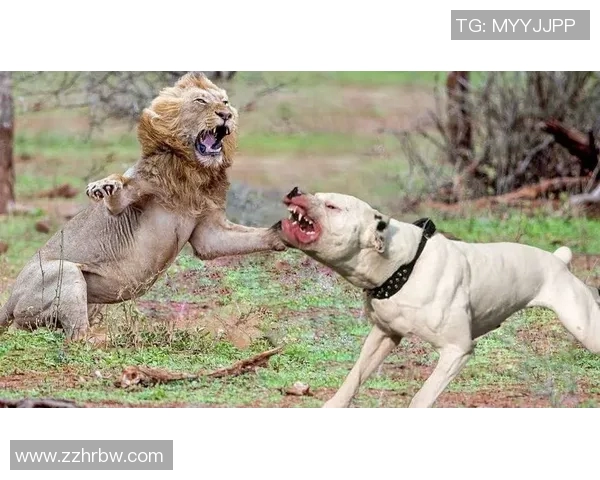 蒂华纳与美洲狮的激烈对决谁能在这场比赛中笑到最后 蒂华纳与美洲狮的激烈对决谁能在这场比赛中笑到最后